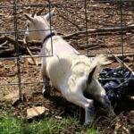 Everyone Helps on the Family Farm